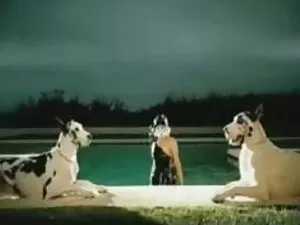 猫会分心。 秋天瀑布-超
